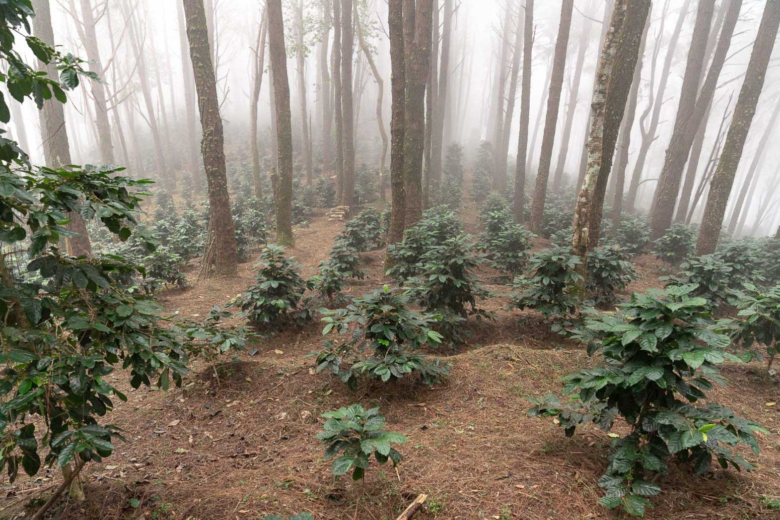 Doi Tung COE