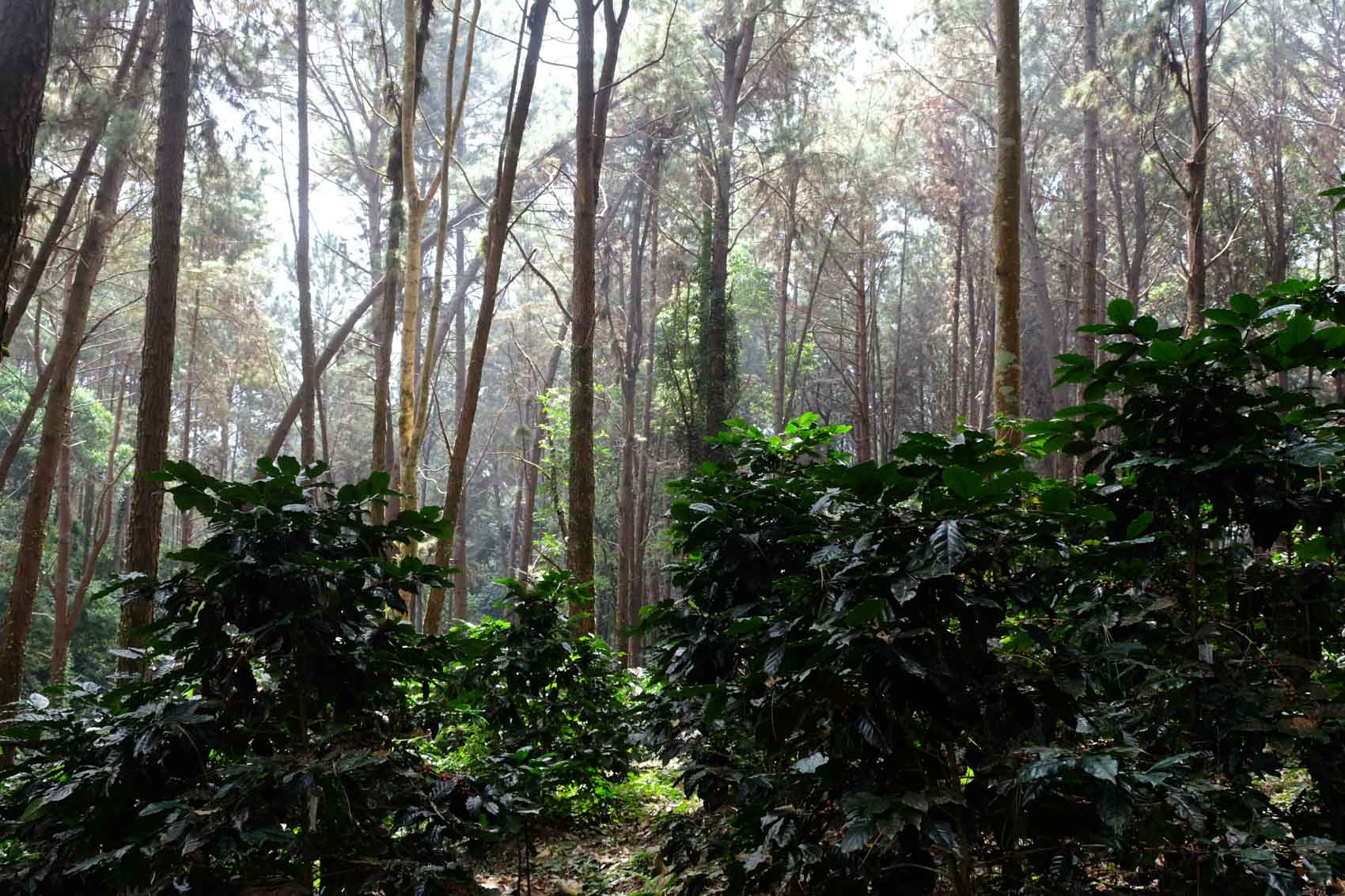 Doi Tung COE