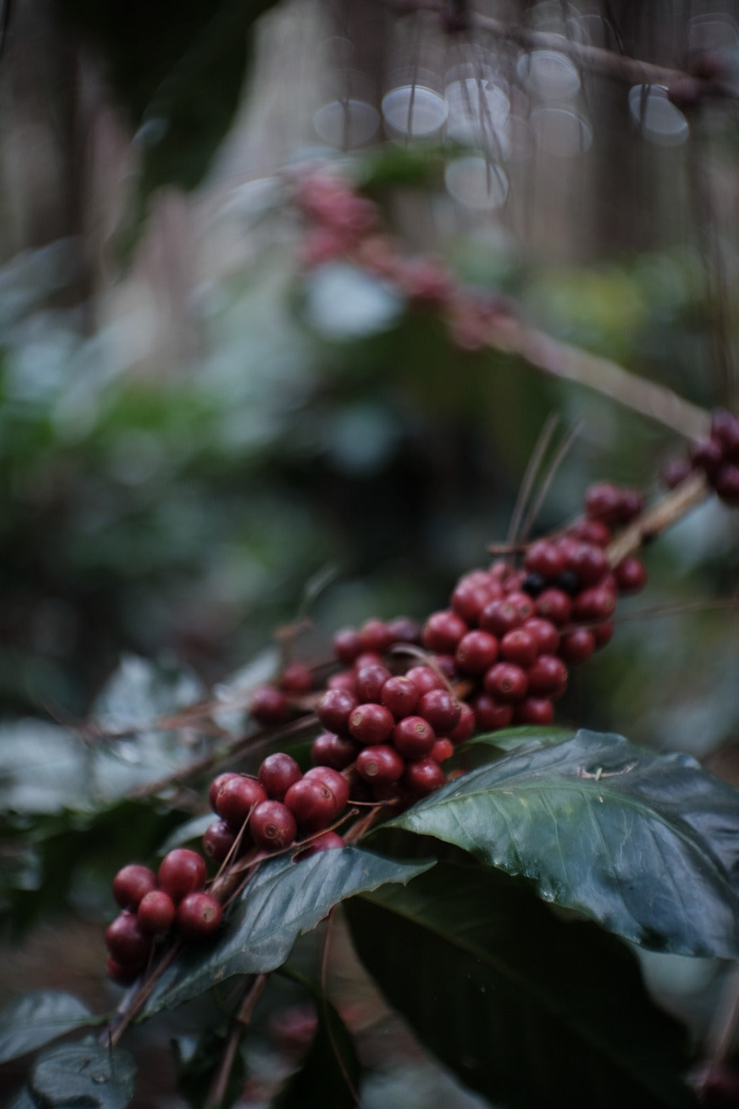 Doi Tung COE