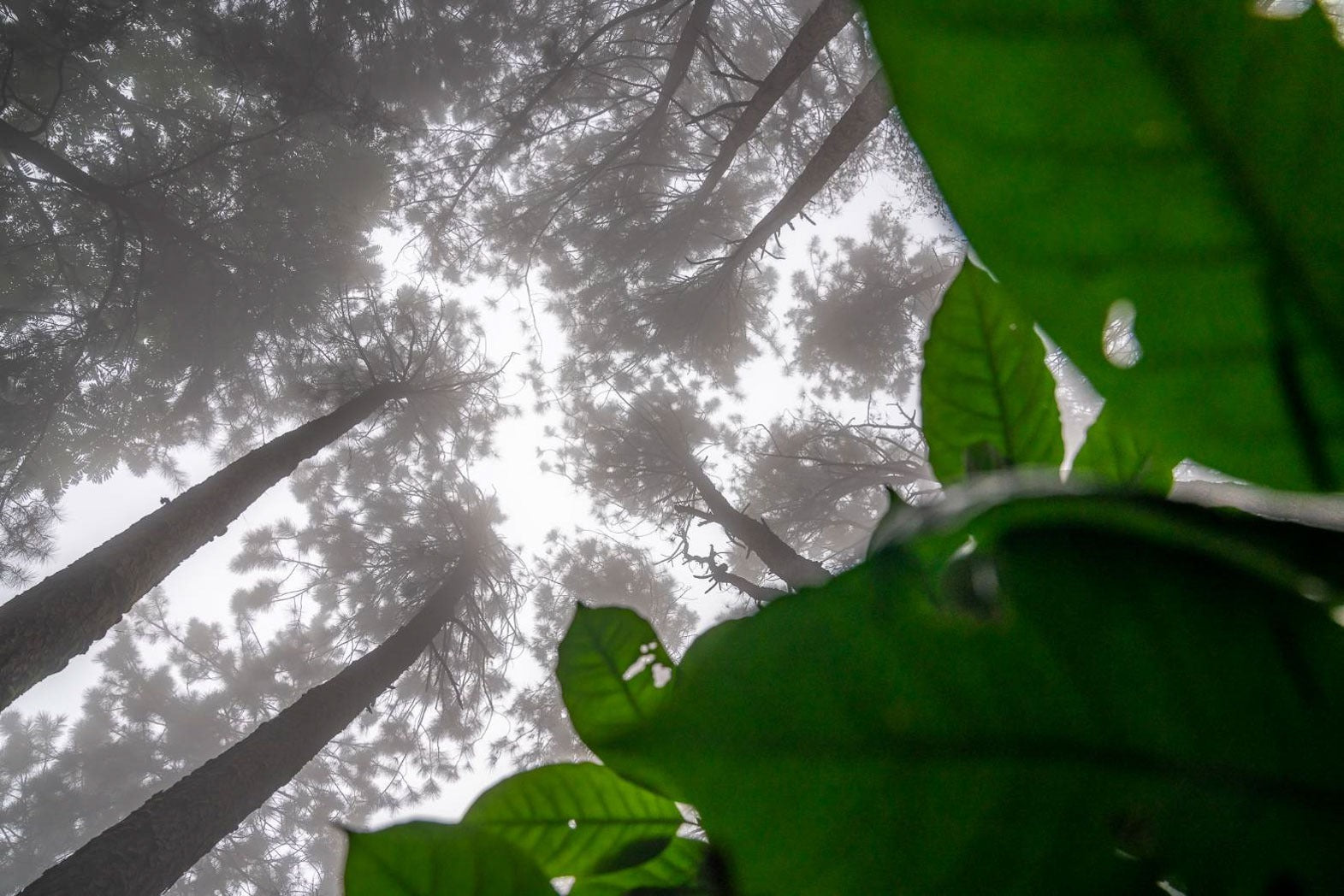 Doi Tung COE
