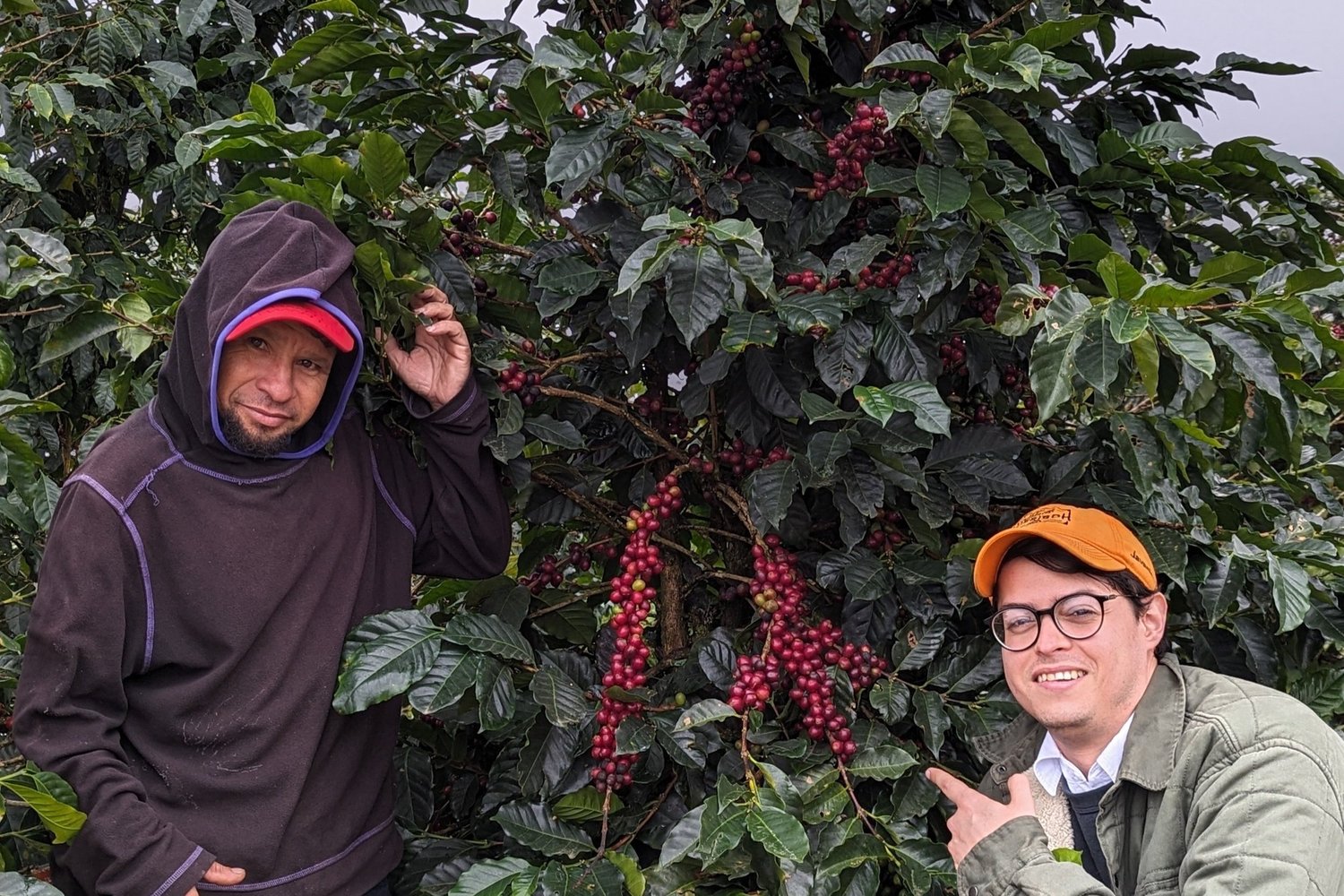 Yellow Pacamara