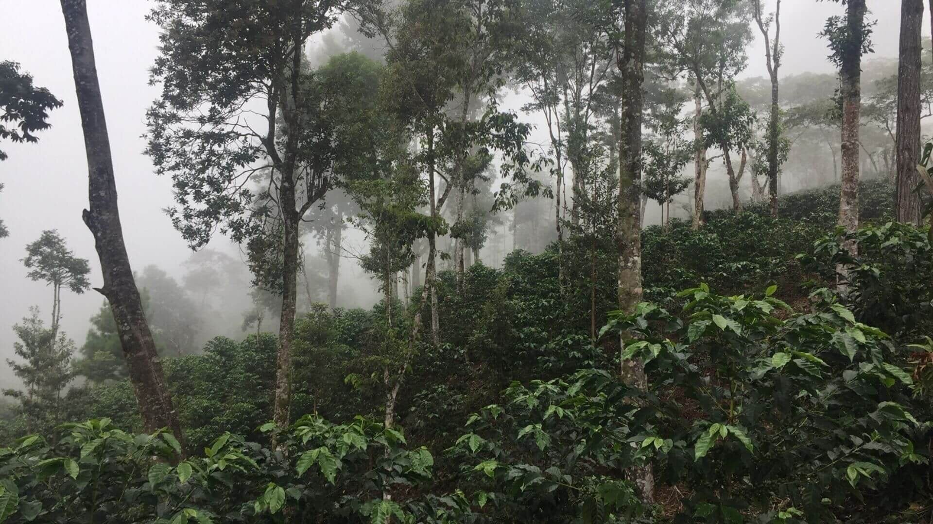 Yellow Pacamara