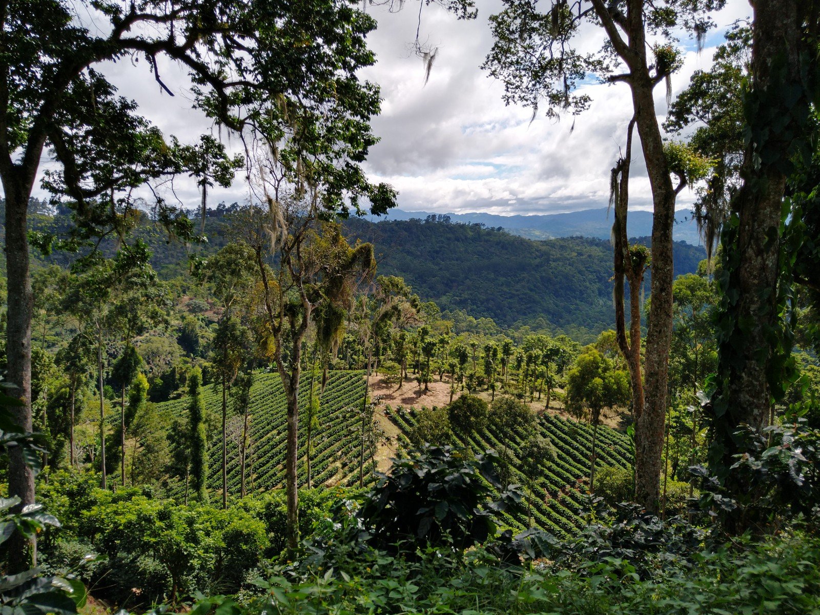 Yellow Pacamara